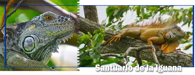 Iguana de Tuxpan en su hábitat natural.